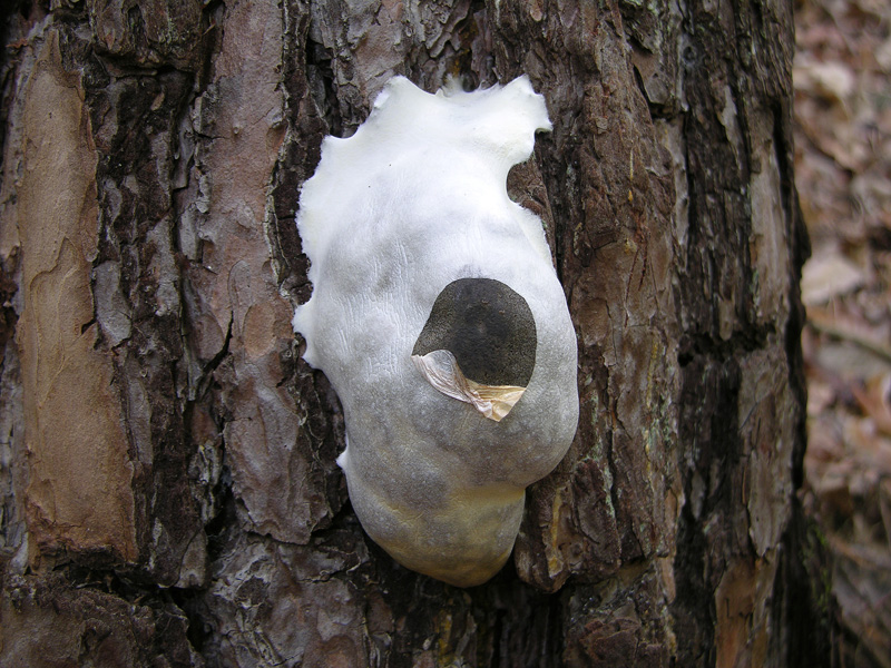 Enteridium lycoperdon (Bull.) Farr (Reticularia lycoperdon)